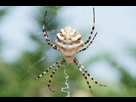 https://image.noelshack.com/fichiers/2021/33/5/1629419325-argiope-lobata-min.jpg