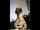 https://image.noelshack.com/fichiers/2021/34/5/1630088138-this-dog-has-muscles-argument-invalid-o-431239.jpg