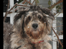 https://image.noelshack.com/fichiers/2021/34/7/1630188611-bergamasco-sheepdog-merle-paola.jpg