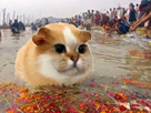 https://image.noelshack.com/fichiers/2021/35/1/1630301178-1524664396-gangehamster.png