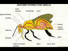 https://www.noelshack.com/2021-35-3-1630508069-042-anatomie-interne-abeille.jpg