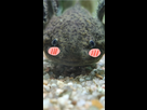 https://www.noelshack.com/2021-35-4-1630567878-axolotl-kj.jpg