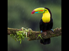 https://image.noelshack.com/fichiers/2021/35/4/1630605022-toucan.jpg