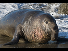 https://image.noelshack.com/fichiers/2021/35/7/1630869404-1200px-northern-elephant-seal-piedras-blancas-san-simeon-ca-02feb2009.jpg