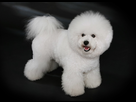 https://image.noelshack.com/fichiers/2021/36/3/1631117147-1200px-bichon-frise-studdogbichon.jpg