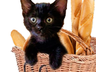 https://image.noelshack.com/fichiers/2021/36/4/1631155866-yimaz-03.png