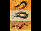 https://image.noelshack.com/fichiers/2021/36/4/1631160517-habitus-photographs-of-scolopendra-species-a-scolopendra-pinguis-colour-morph-1a-cumz.png