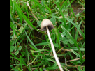 https://image.noelshack.com/fichiers/2021/36/7/1631453695-psilocybe-semilanceata-magic-mushroom-flickr-gailhampshire-1.jpg