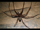 https://image.noelshack.com/minis/2021/38/3/1632304061-heteropoda.png