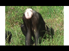 https://www.noelshack.com/2021-38-6-1632581866-madame-bonobo-montre-ses-fesses-pour-prendre-le-pouvoir-1601068372.jpg