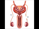 https://image.noelshack.com/fichiers/2021/38/7/1632651911-vasectomy-surgery-specialist-in-chennai-metromale-clinic-fertility-center-dr-karthik-gunasekaran.jpg