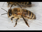 https://image.noelshack.com/fichiers/2021/39/1/1632760911-1200px-apis-mellifera-carnica-worker-hive-entrance-2.jpg