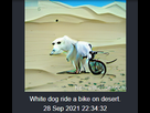 https://image.noelshack.com/fichiers/2021/39/3/1632867568-neural-blender-dog-bike.png