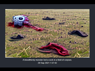 https://image.noelshack.com/fichiers/2021/39/3/1632873955-neural-blender-monster-lost-sock.png