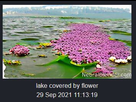 https://image.noelshack.com/fichiers/2021/39/3/1632908556-flower-lake.jpg