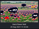https://image.noelshack.com/fichiers/2021/39/3/1632908638-black-flower-field.jpg