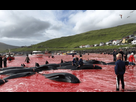 https://image.noelshack.com/fichiers/2021/39/5/1633116636-faroe-islands-whales-sea-shepherd.jpg