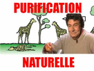 https://image.noelshack.com/fichiers/2021/39/7/1633250875-purification-naturelle.jpg