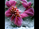 https://image.noelshack.com/fichiers/2021/40/1/1633379524-winter-flower.png