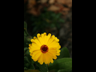 https://image.noelshack.com/fichiers/2021/40/6/1633784592-1024px-flower-at-100-iso-for-comparison.jpeg