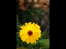 https://image.noelshack.com/fichiers/2021/40/6/1633784640-flower-at-1600-iso-for-comparison.jpg