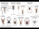 https://image.noelshack.com/fichiers/2021/40/6/1633798238-diversity-arachnids.jpg