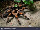 https://image.noelshack.com/fichiers/2021/40/6/1633798373-tarantula-spider-close-up-brachypelma-smithi-araignee-p5c7pw.jpg