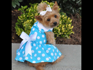 https://image.noelshack.com/fichiers/2021/40/6/1633810094-apparel-blue-polka-dot-dog-dress-with-matching-leash-1-1200x.jpg