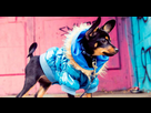 https://image.noelshack.com/fichiers/2021/40/6/1633810169-how-to-dress-your-dog-1330x711.jpg