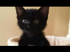 https://image.noelshack.com/fichiers/2021/41/6/1634373194-potit-chaton-noir-trop-mignon-qui-regarde.jpg