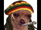 https://image.noelshack.com/fichiers/2021/42/2/1634639146-rasta-chien-removebg-preview.png