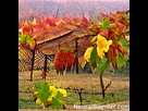 https://image.noelshack.com/fichiers/2021/42/2/1634664524-autumn-in-vineyard.png