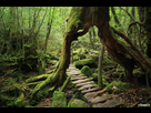 https://image.noelshack.com/fichiers/2021/42/5/1634934603-yakushima-7.jpg