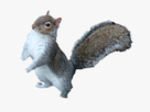 https://image.noelshack.com/fichiers/2021/42/6/1634947246-113-1131505-squirrel-png-free-download-squirrel-png-transparent-png.jpg