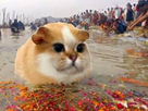 https://image.noelshack.com/fichiers/2021/42/6/1635017027-1524664396-gangehamster.png