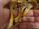 https://image.noelshack.com/fichiers/2021/43/7/1635715653-chanterelles-5.jpg