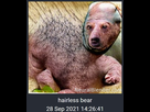 https://image.noelshack.com/fichiers/2021/44/4/1636038496-hairless-bear.jpg