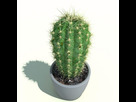 https://image.noelshack.com/fichiers/2021/45/2/1636414009-cactus.jpeg