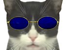https://image.noelshack.com/fichiers/2021/45/3/1636512467-1636383845-chatlunettes.png
