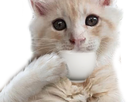 https://image.noelshack.com/fichiers/2021/45/3/1636544482-1540732783-olscupoftea.png
