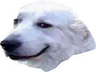 https://image.noelshack.com/fichiers/2021/45/4/1636655373-1473499714-1471334501-chienrit.jpg