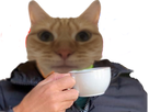 https://image.noelshack.com/fichiers/2021/45/4/1636670363-cafecat.png