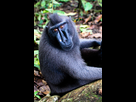 https://image.noelshack.com/fichiers/2021/45/5/1636692540-800px-sulawesi-crested-macaque.jpg