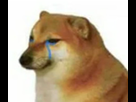 https://image.noelshack.com/fichiers/2021/46/5/1637287355-shiba-sad.png