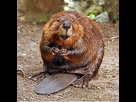 https://image.noelshack.com/fichiers/2021/46/5/1637320508-290px-american-beaver.jpg