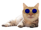 https://image.noelshack.com/fichiers/2021/46/5/1637351839-1636833777-245468-full.png
