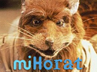 https://image.noelshack.com/fichiers/2021/46/7/1637481976-1637213738-mihorat.png