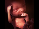 https://image.noelshack.com/fichiers/2021/47/1/1637577844-grossesse-developpement-foetus-2e-trimestre-10.jpeg