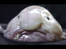 https://image.noelshack.com/fichiers/2021/47/1/1637584682-blobfish-090045-650-400.jpg