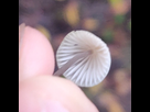 https://image.noelshack.com/minis/2021/47/1/1637591934-img-20211120-170757-01.png